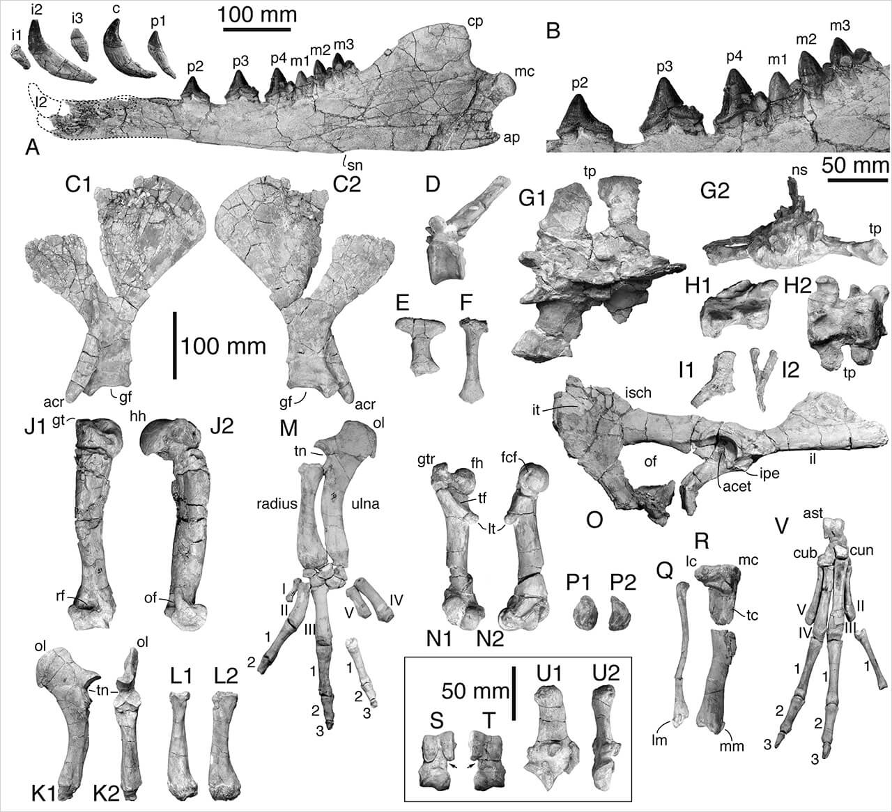 An ancient Cetacean, four-legged whale, bones was discovered