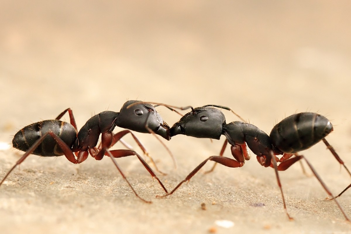 The science of why some people smell ants